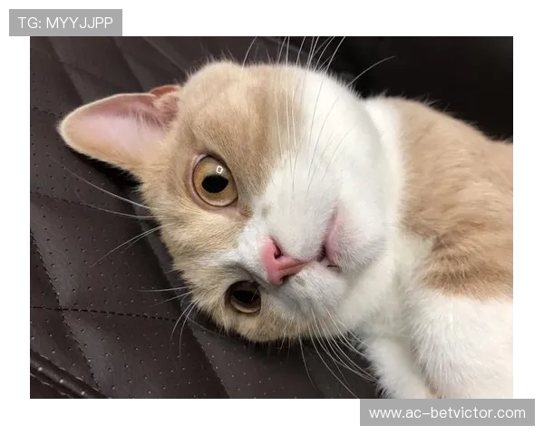 生气猫微信小程序名称揭秘 快速了解这款热门小游戏的详细信息
